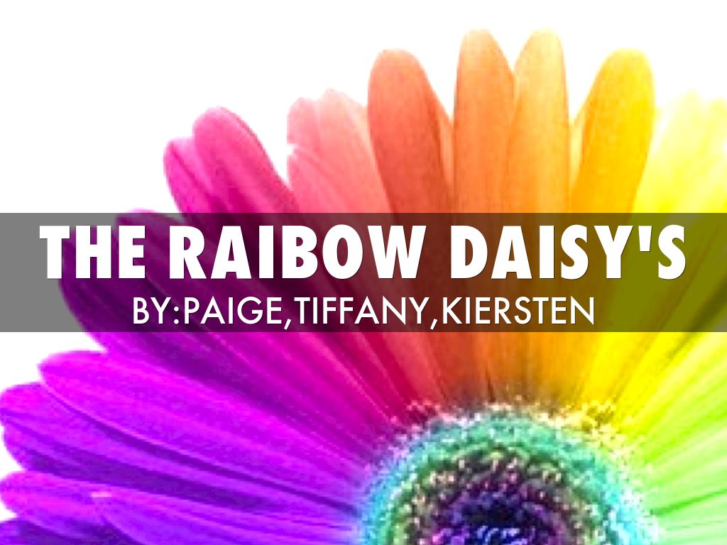 The Rainbow Daisy's