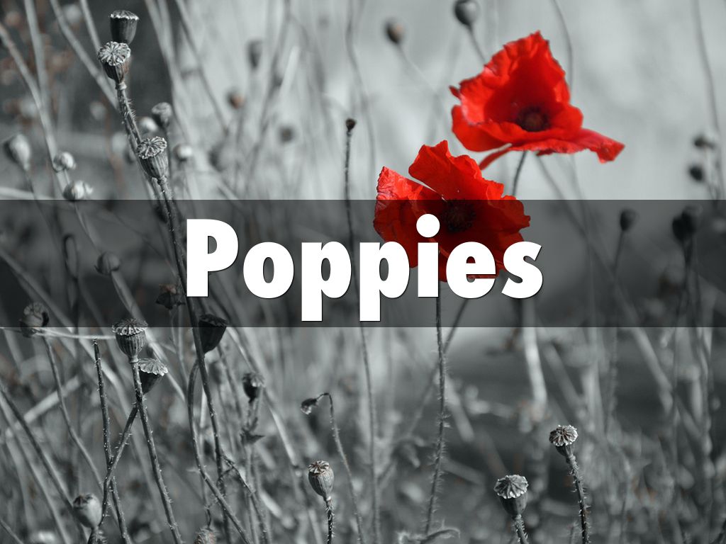 Copy of Poppies