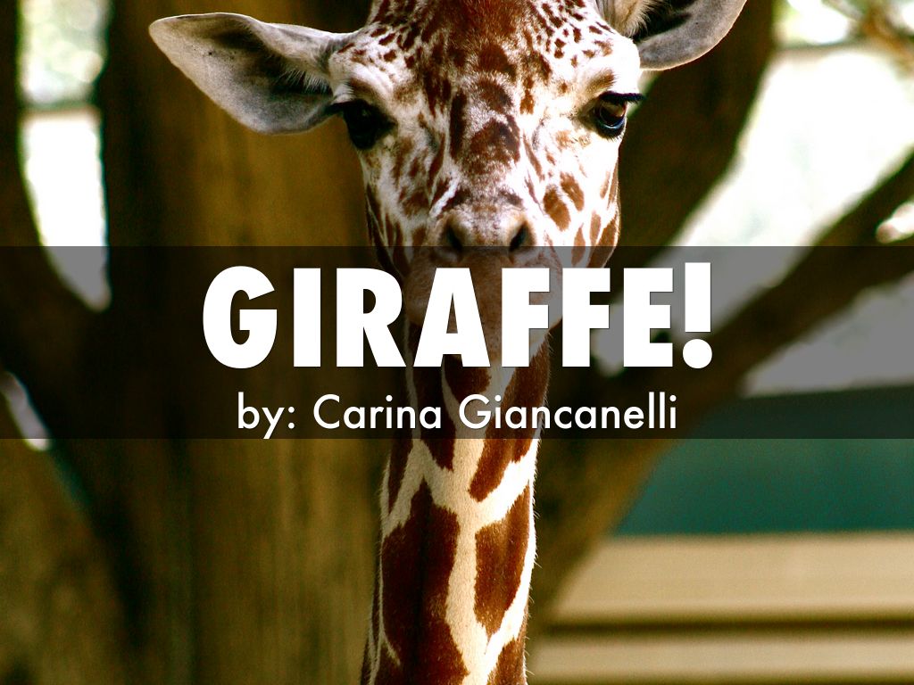 Giraffe!