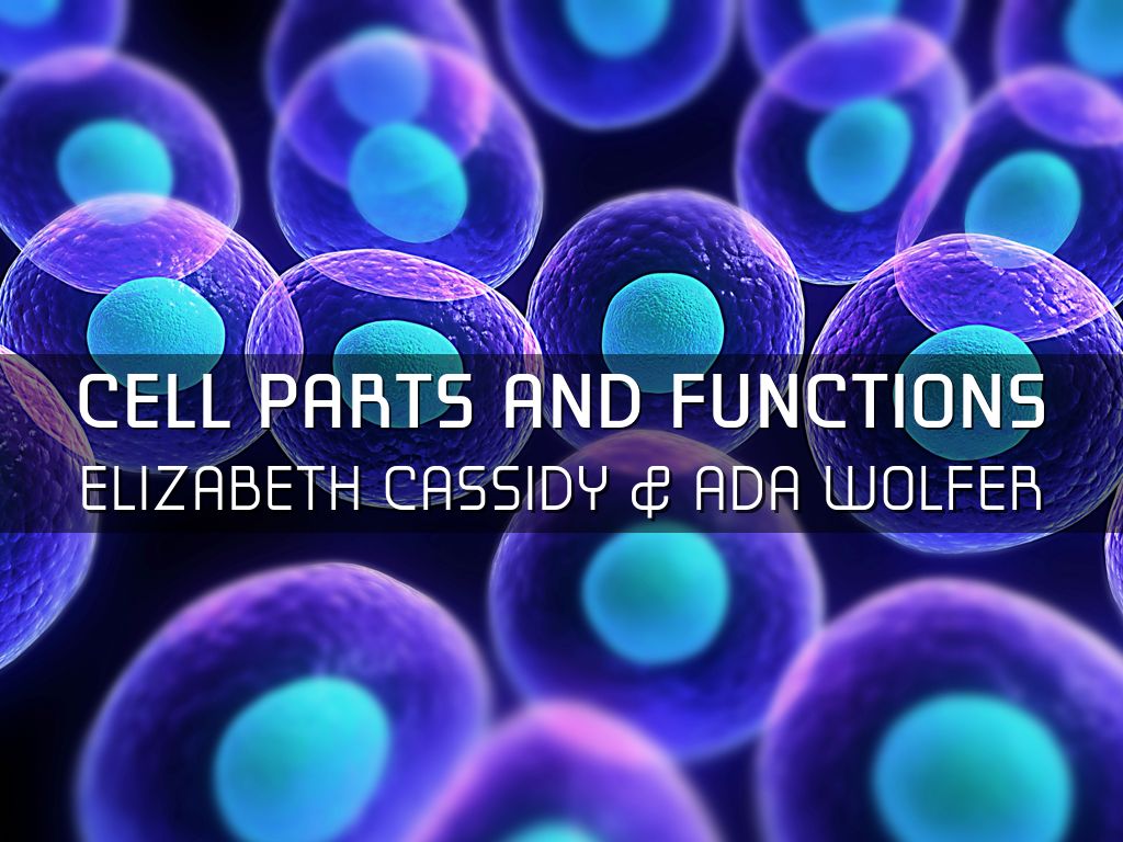 Cell Parts And Functions