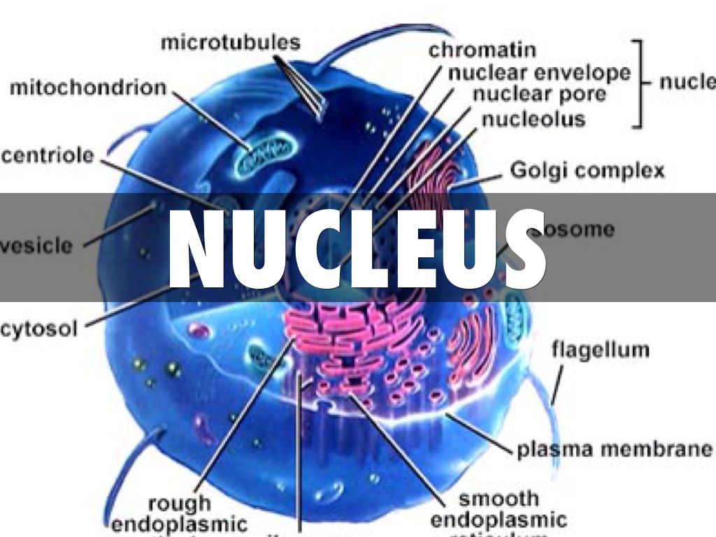 Nucleus
