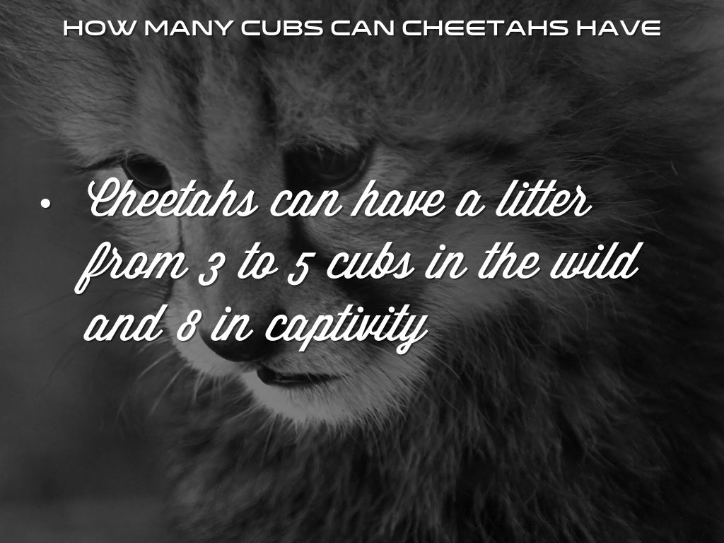 Cheetahs by WE Library
