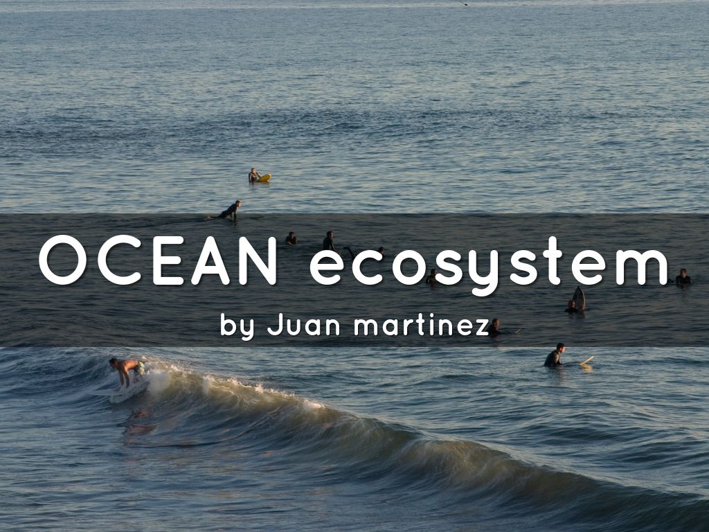 OCEAN ecosystem