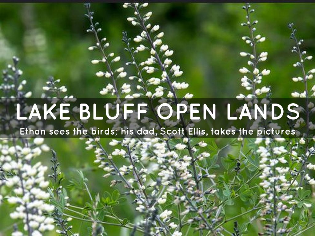 On the Trail With Ethan Ellis, Birding Expert by