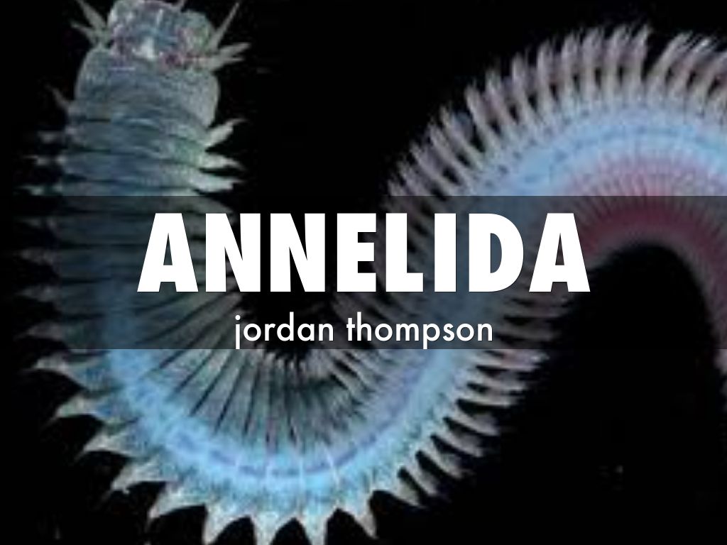 annelida