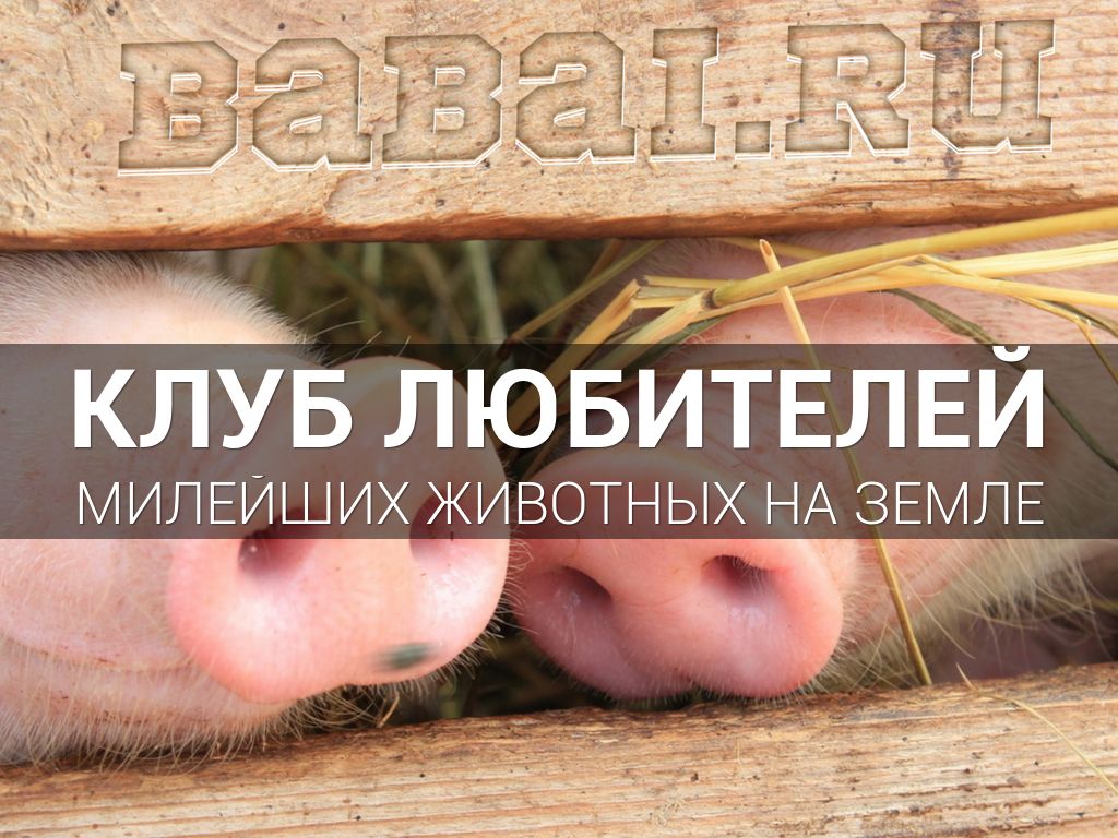BABAI.RU