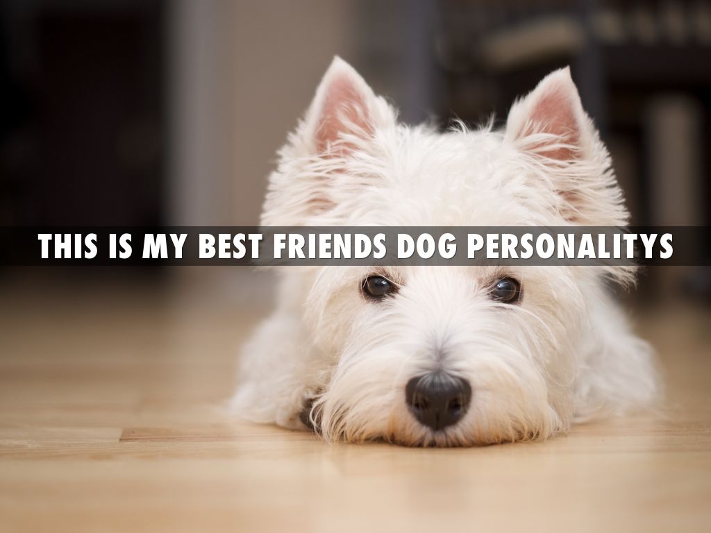 this is my best friends dog personalitys
