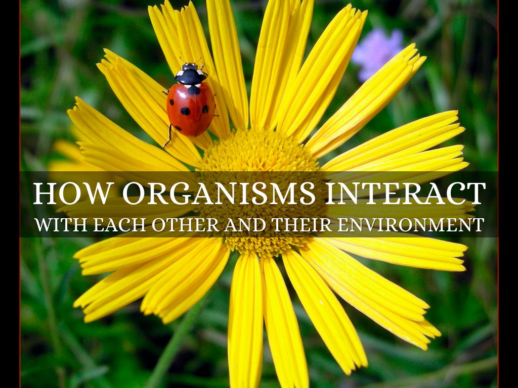 how organisms interact by Carolyn Hayden
