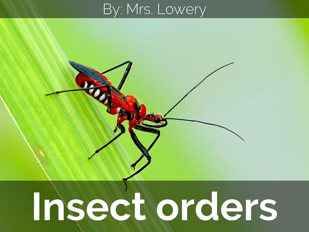 Insect orders by jes lowery