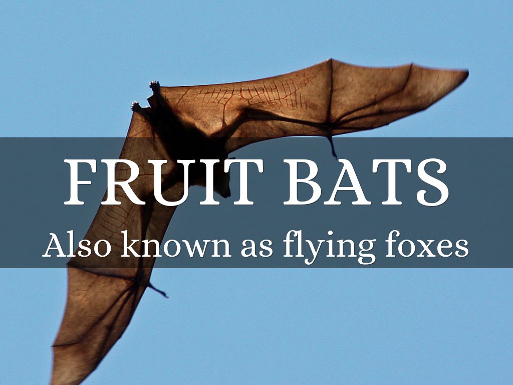 FRUIT BATS
