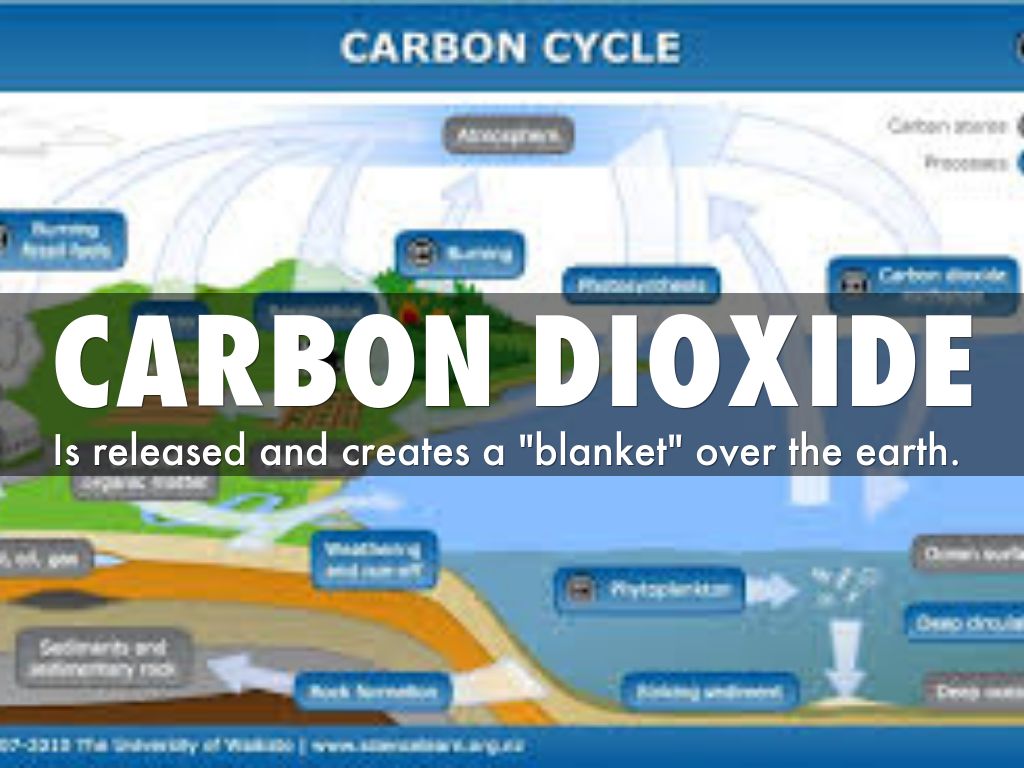 Where Is The Most Carbon Located