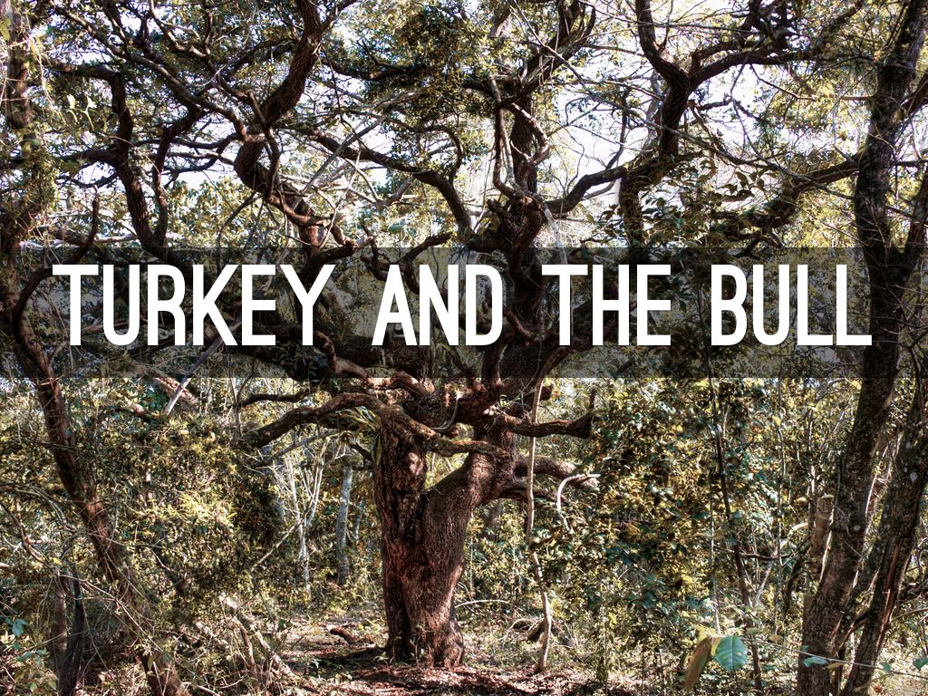 Turkey AND THE BULL