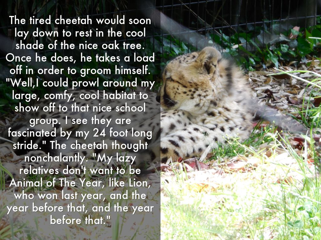 Reese Cheetah Lion