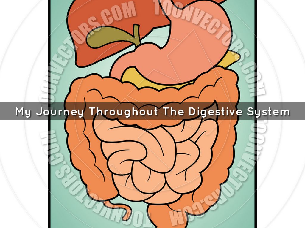 Copy of My Journey Throughout the digestive system