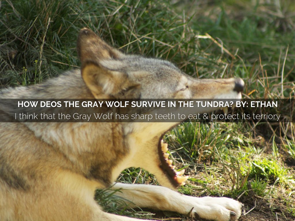 how deos the gray wolf survive in the tundra? by: Ethan