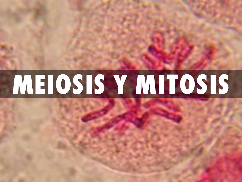 Meiosis y Mitosis