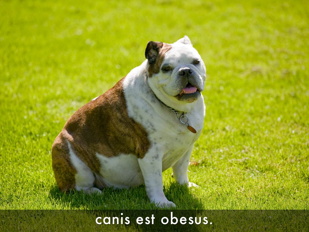 Stage 08 Comparison of Adjectives