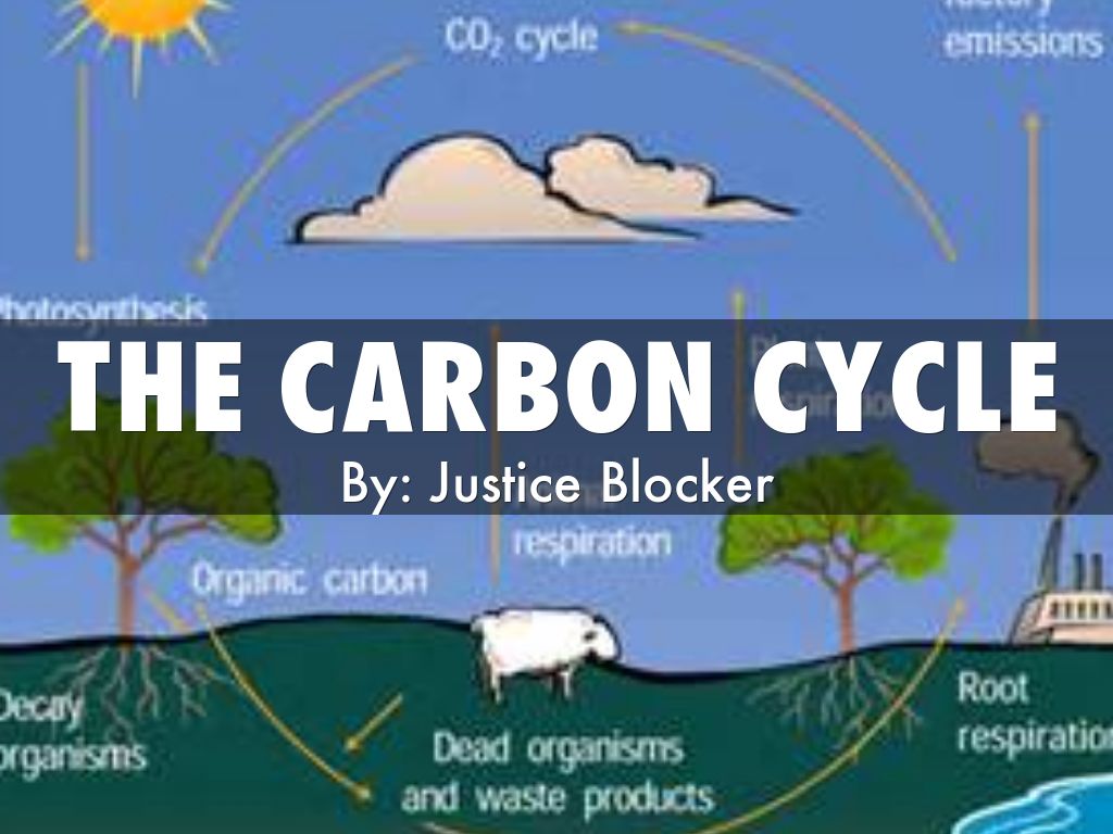 the carbon cycle