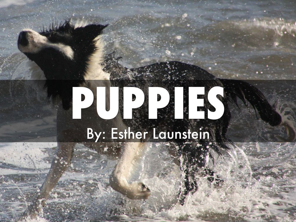 Puppies