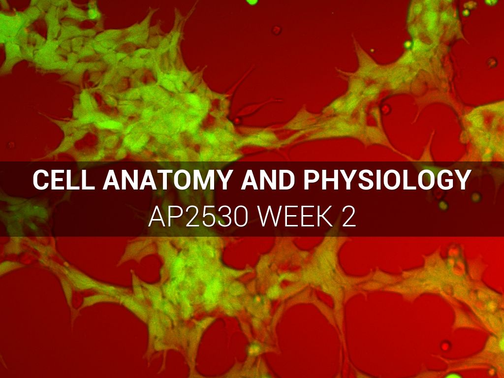 Cell Anatomy and Physiology