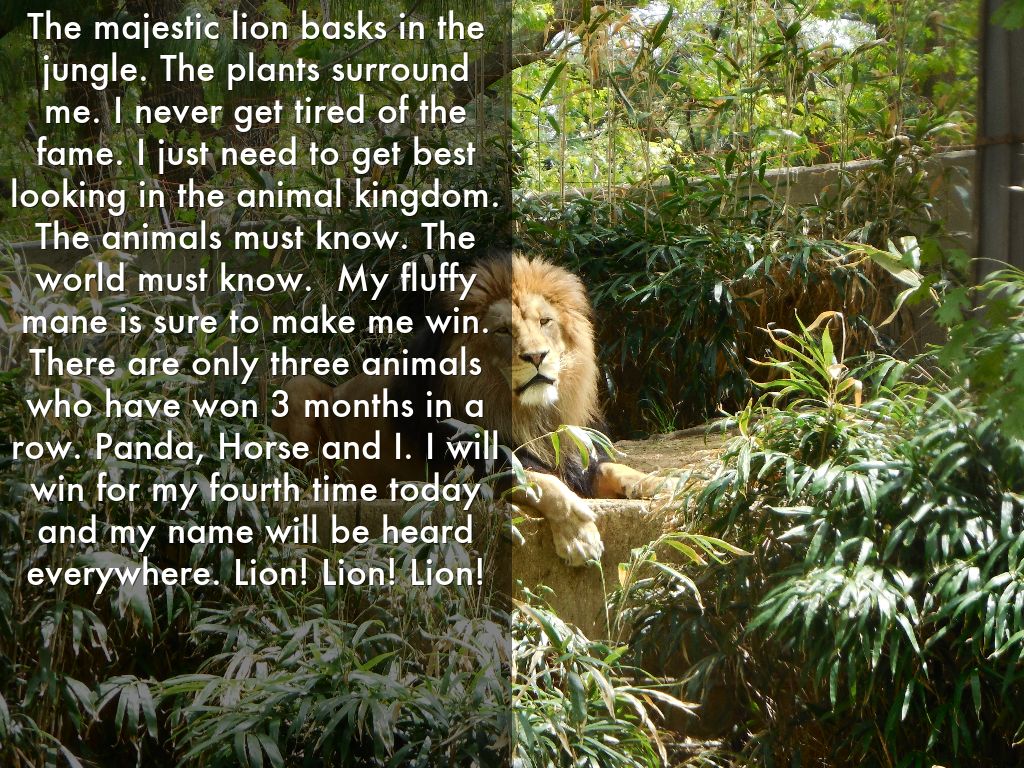 The majestic lion basks in the jungle. The plants surround me. I never get tired of the fame. I just need to get best looking in the animal kingdom. The animals must know. The world must know.  My fluffy mane is sure to make me win. There are only three animals who have won 3 months in a row. Panda, Horse and I. I will win for my fourth time today and my name will be heard everywhere. Lion! Lion! Lion!