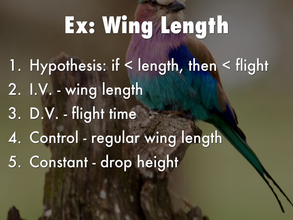 Whirly Bird Lab by mckeonjj