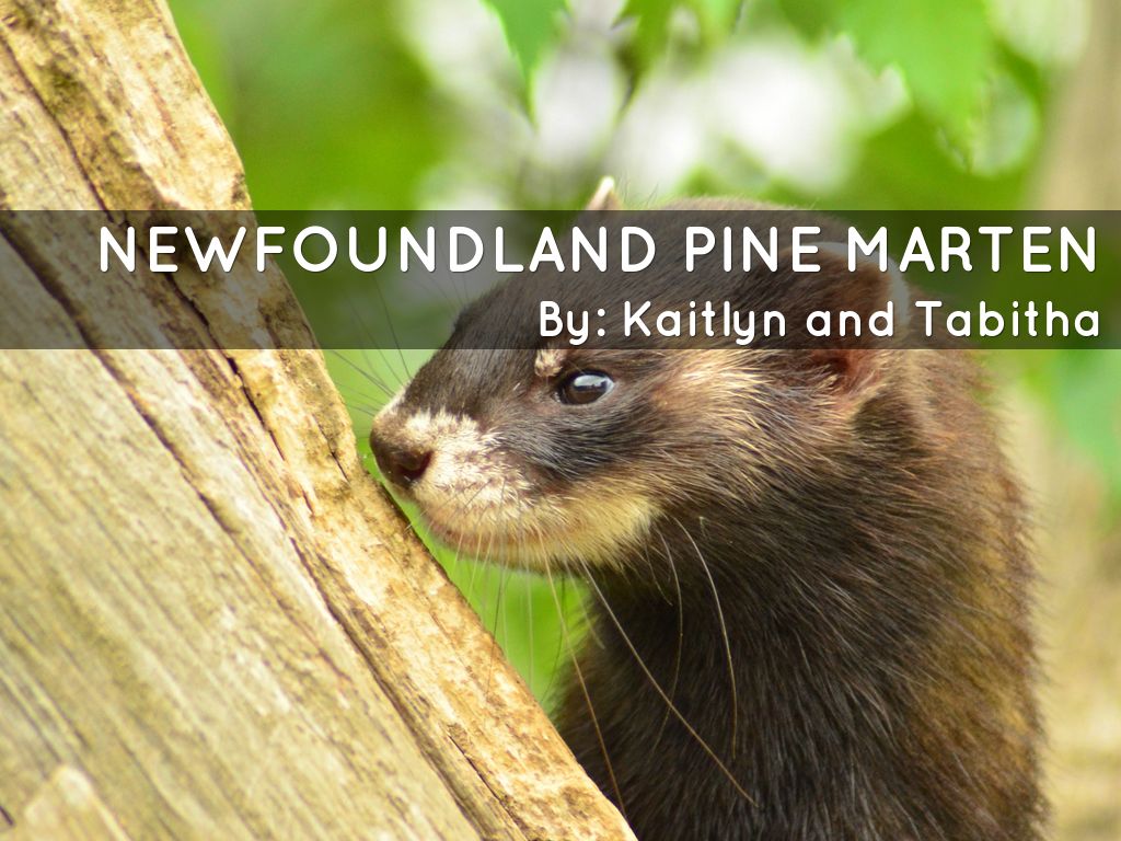 Copy of Newfoundland pine marten