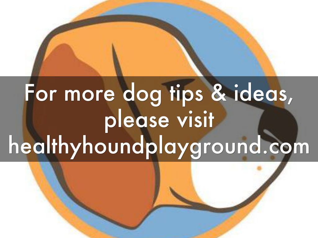4 Ways to Keep Your Dog Fit & Fun by hhpwebimax