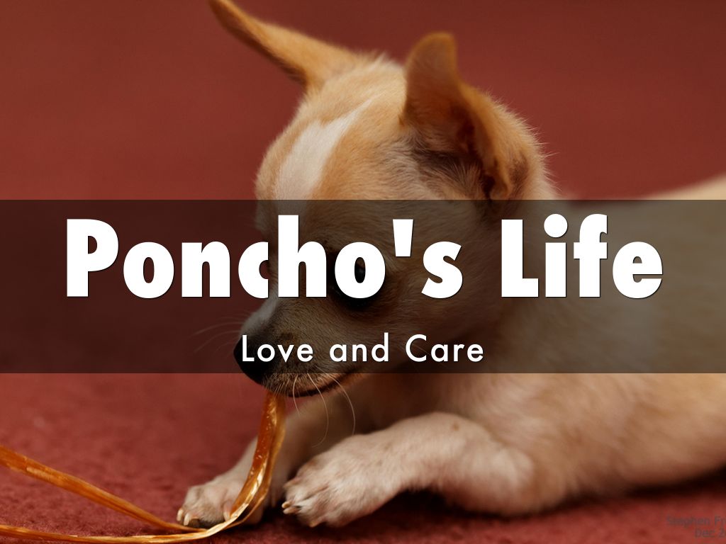Poncho's Life