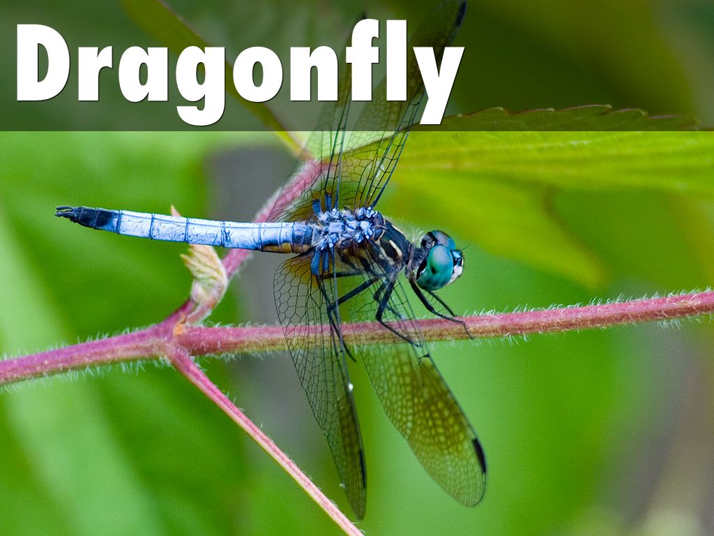 Dragonfly by bklahn