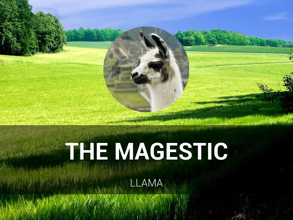 The Magestic Llama