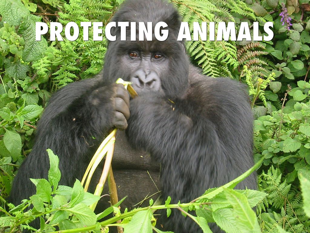 Protecting Animals by Cheryl Bolz