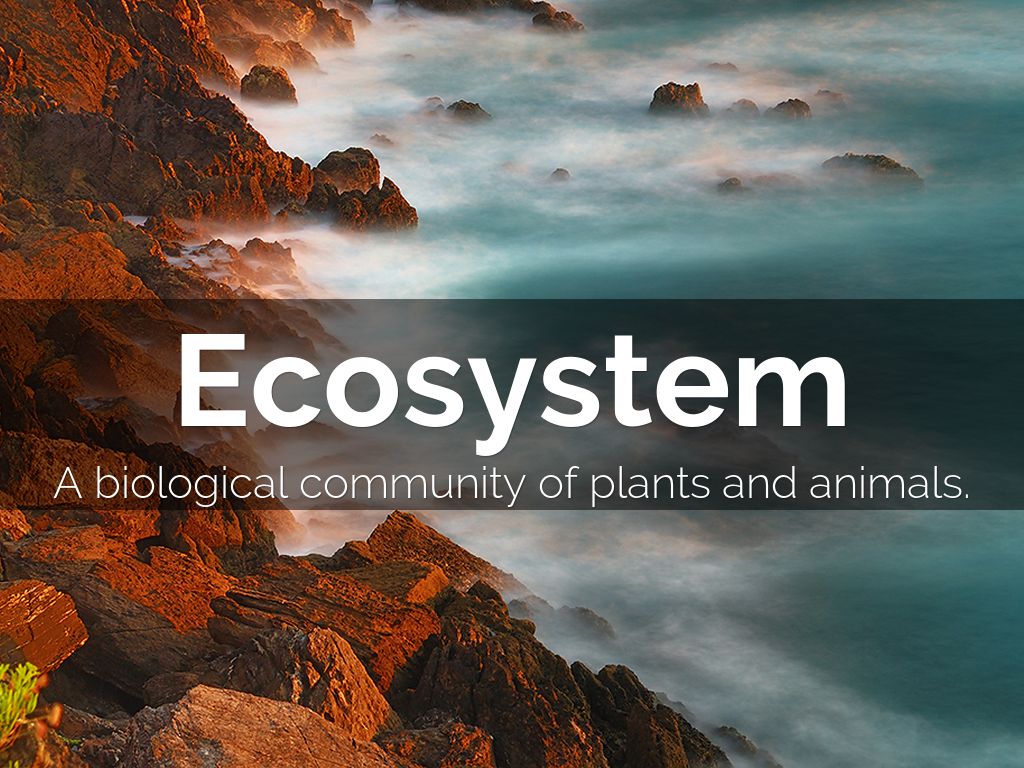 Ecosystem Vocab by riley.sesher