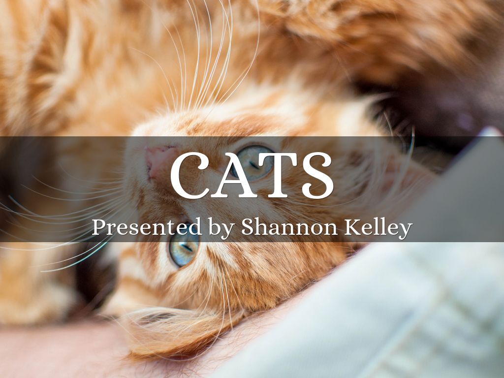 Cats