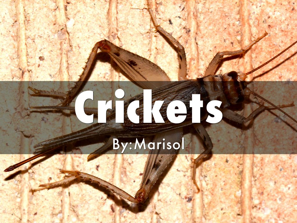 Crickets