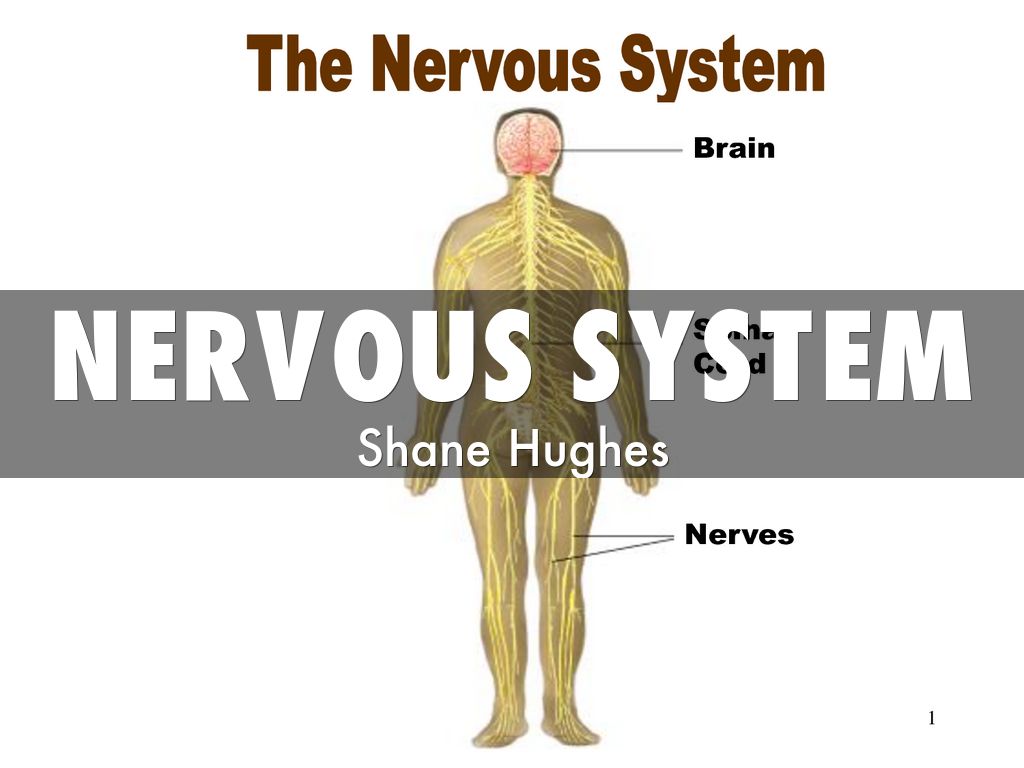 nervous system by shanehughes2323