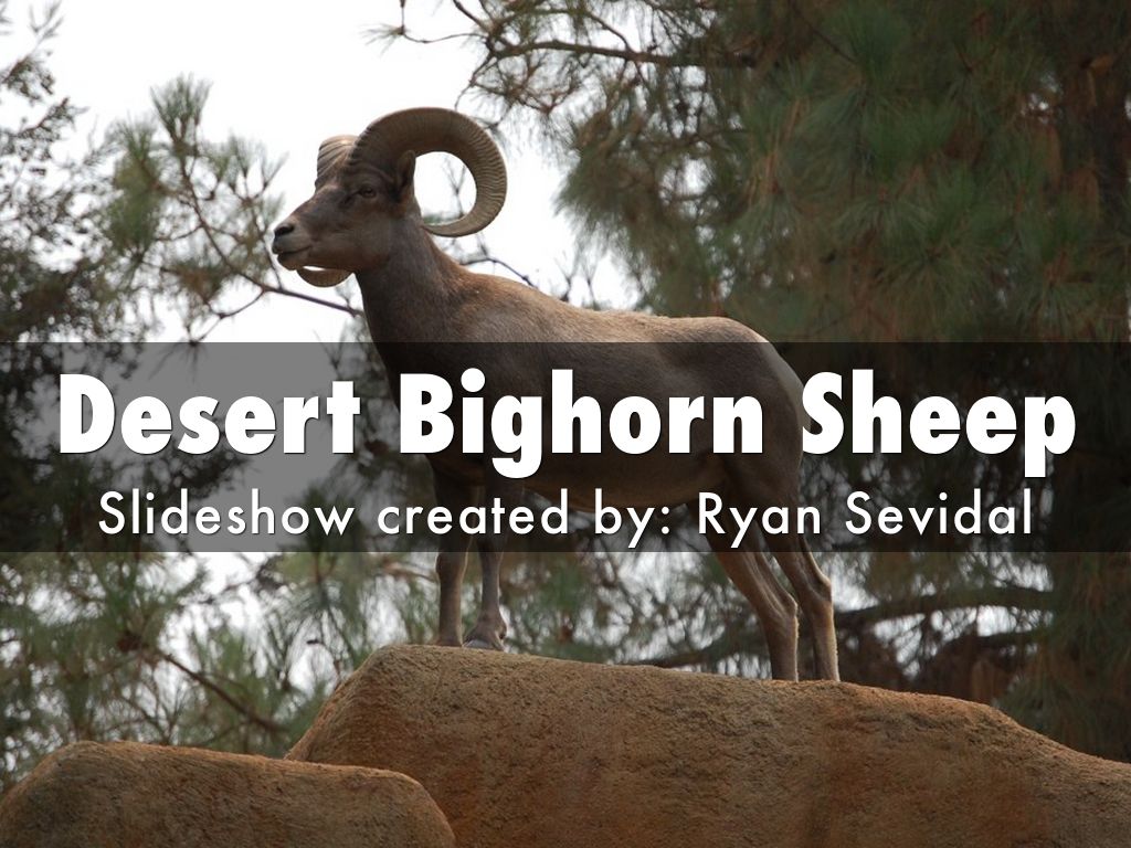 Desert Bighorn Sheep