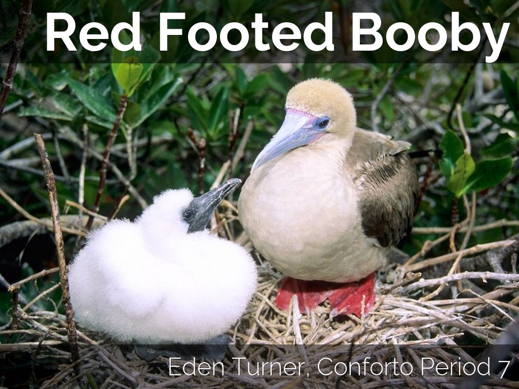 Galápagos Project 2015 (Turner)