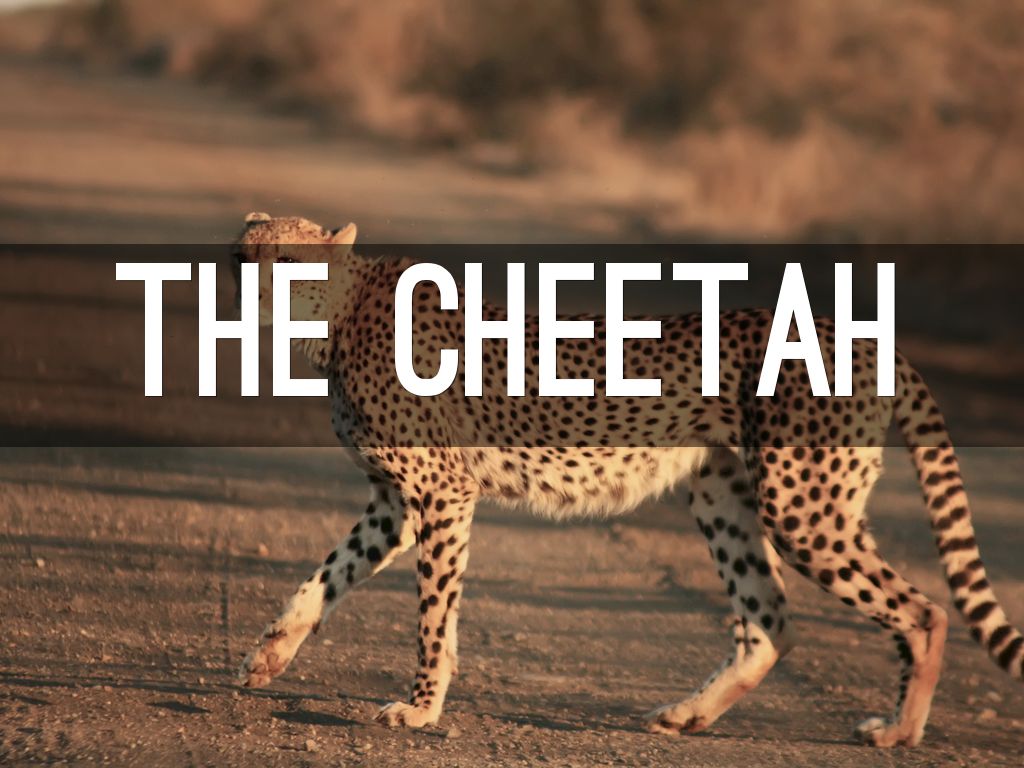 The Cheetah
