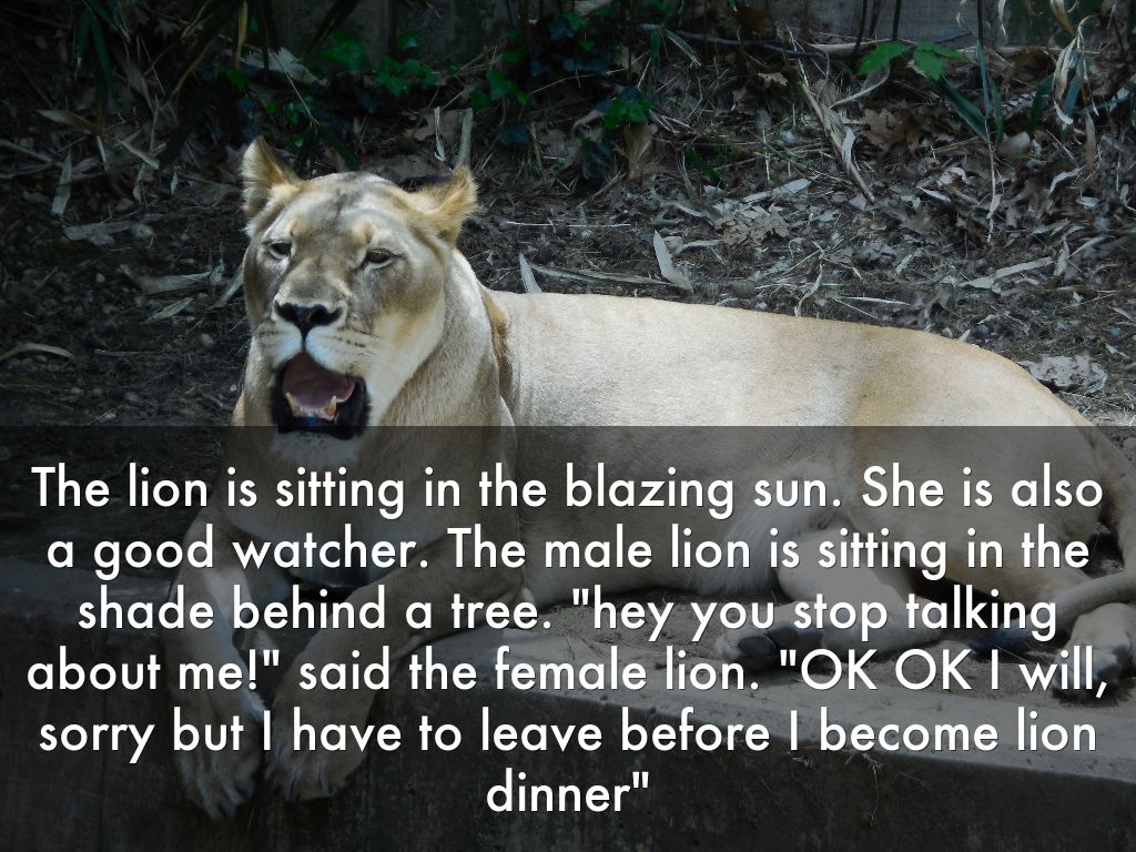  Braden Animals