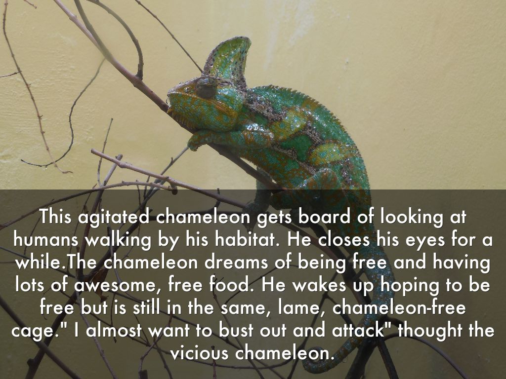 This agitated chameleon gets board of looking at humans walking by his habitat. He closes his eyes for a while.The chameleon dreams of being free and having lots of awesome, free food. He wakes up hoping to be free but is still in the same, lame, chameleon-free cage." I almost want to bust out and attack" thought the vicious chameleon.