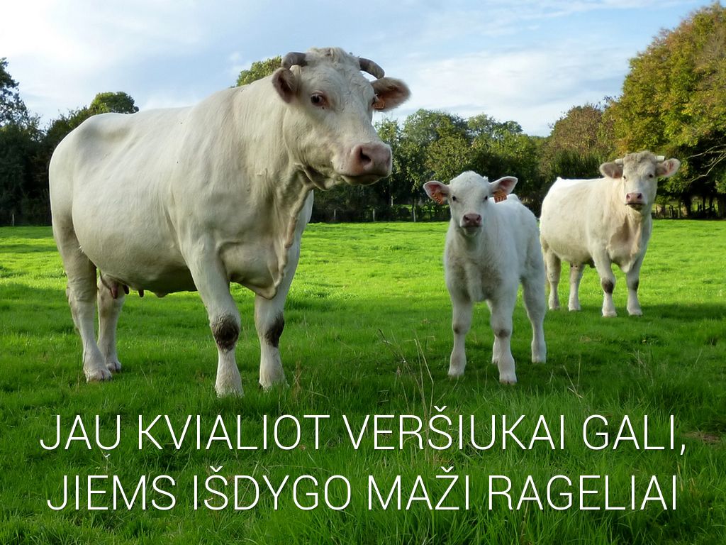 Домашние Животные 2 Фото