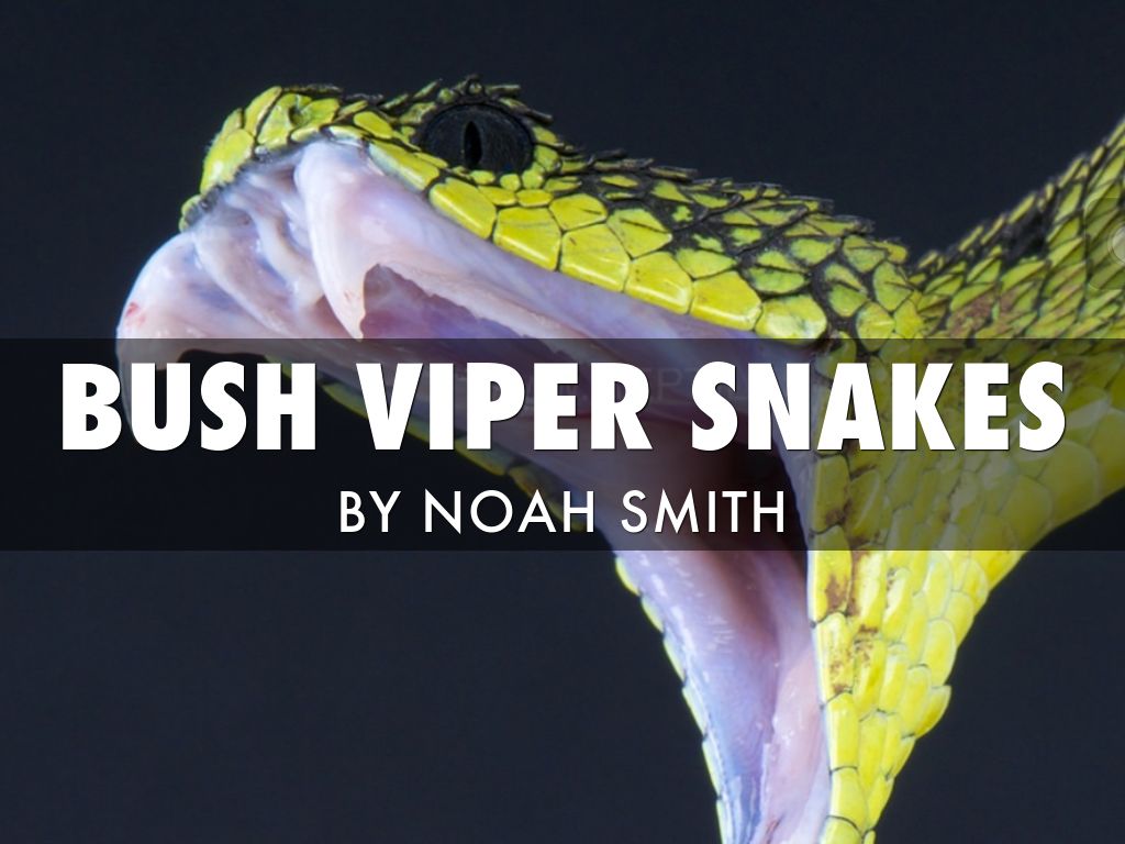 Bush Viper Snakes by Noah Smith