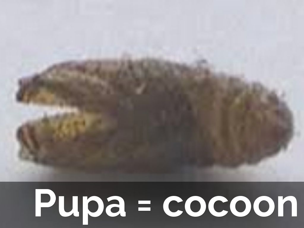 Mexican Jumping Bean Life Cycle by britta.hanson