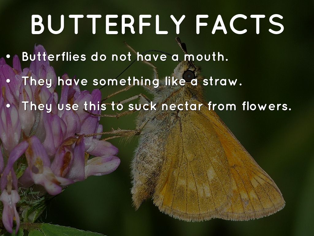 Butterflies by creeves5