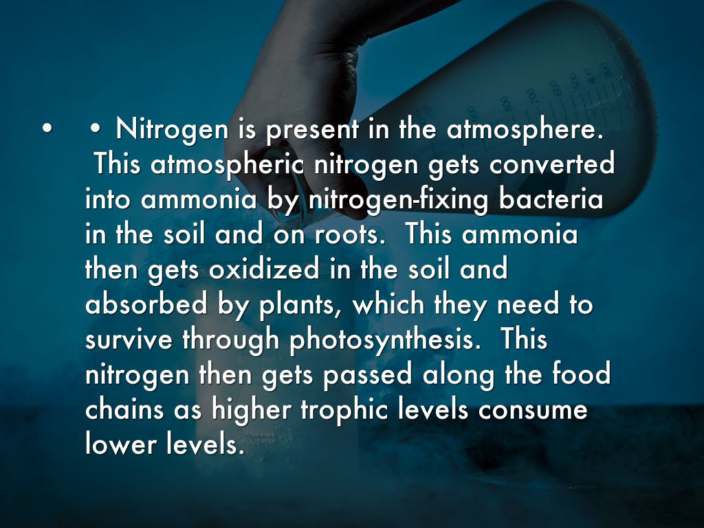 Nitrogen Cycle by Liam Krammer