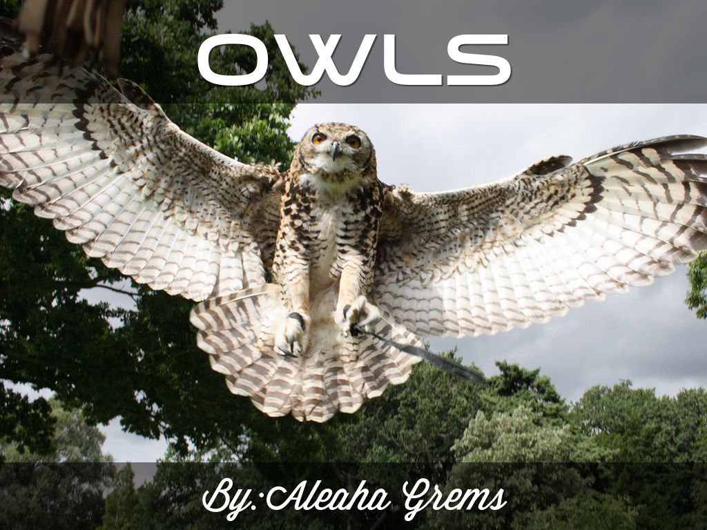 Owls