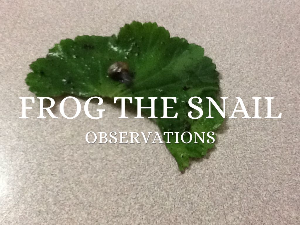 Snail Observations