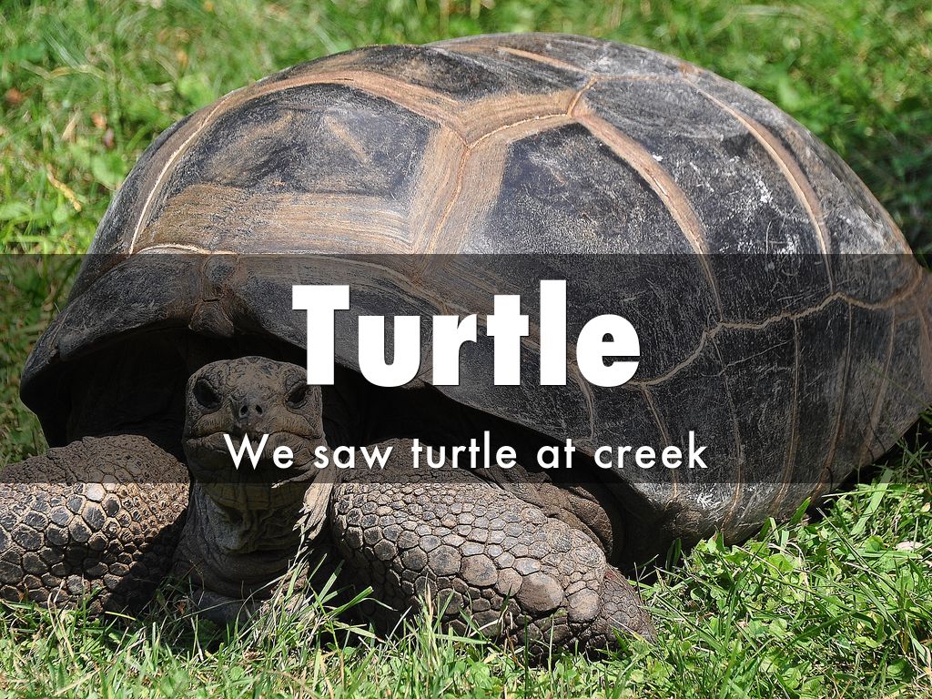 By: Adiba Mariam, Punam by Greenwood Class
