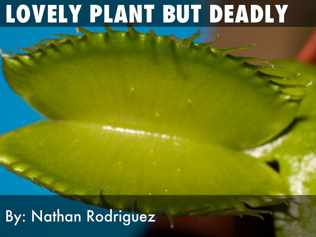 lovely plant but deadly
